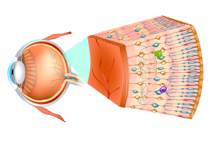 Ilustração das células fotorreceptoras na estrutura interna do olho humano.