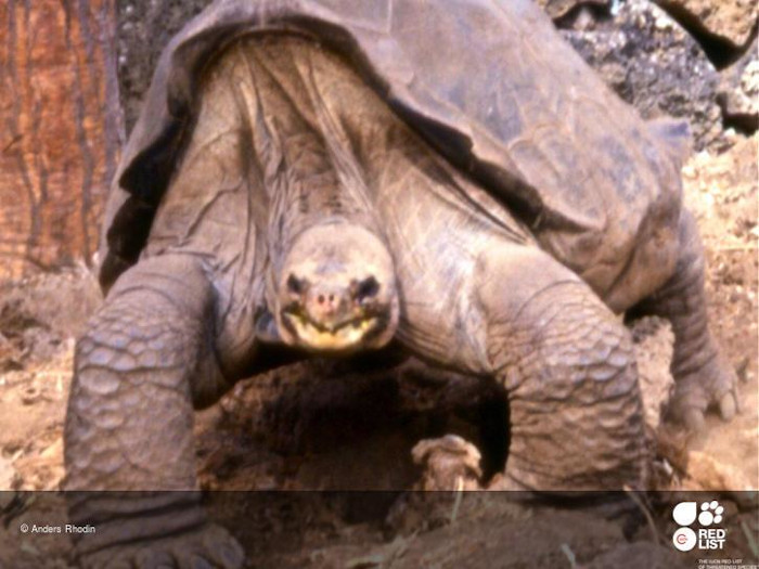 George Solitário, último exemplar de tartaruga-gigante-pinta.