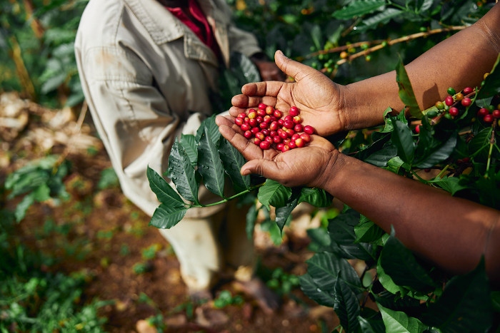 Mãos de trabalhador seguram grãos de café em local de cultivo do grão.