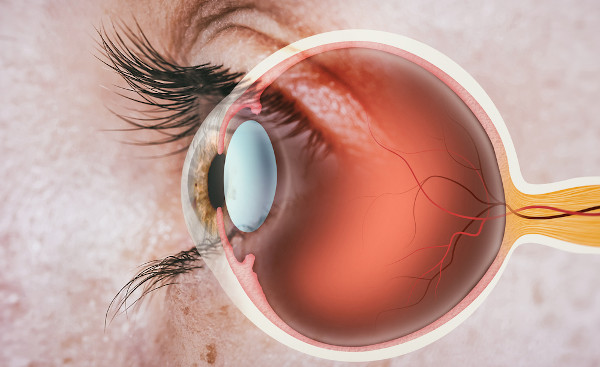 Ilustração da estrutura do olho humano.