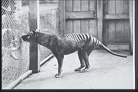 Lobo-da-Tâsmania, exemplo de animal extinto
