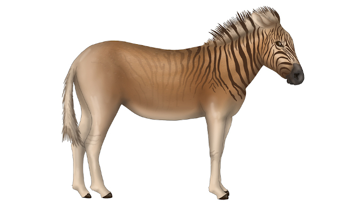  Representação 3D de um quaga, animal extinto muito semelhante à zebra.