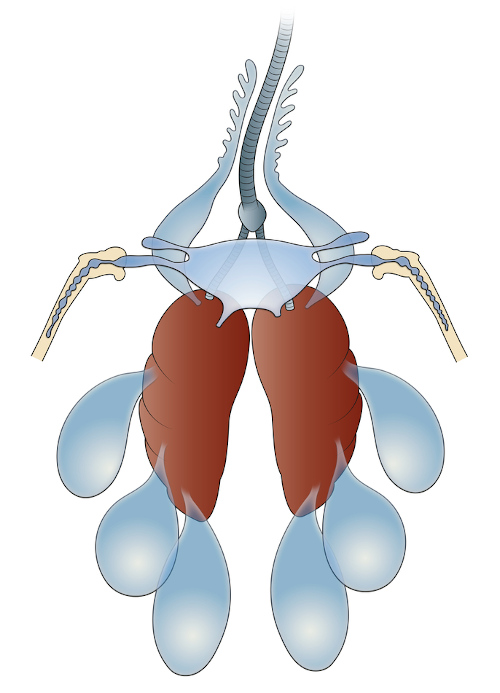 Ilustração dos sacos aéreos ligados aos pulmões das aves.