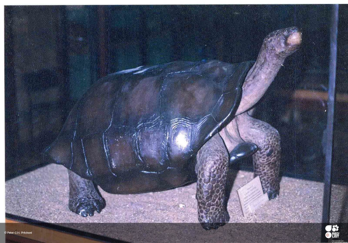 Exemplar empalhado da tartaruga-gigante-floreana. Crédito da imagem: IUCN Red List/ © Peter C.H. Pritchard.