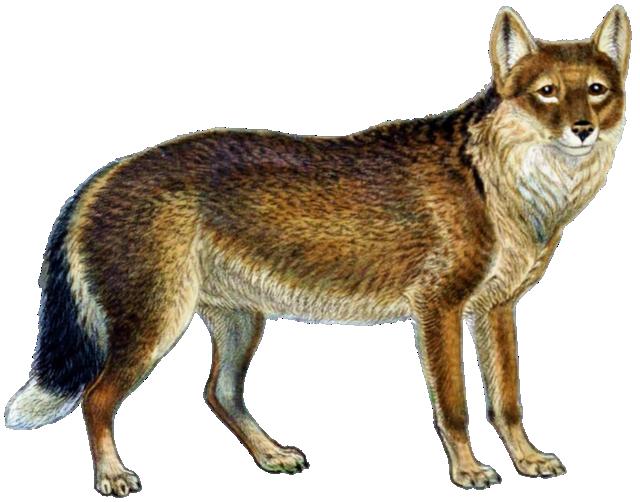 Warrah, exemplo de animal extinto