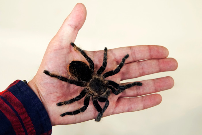 Aranha-caranguejeira na palma da mão de uma pessoa.