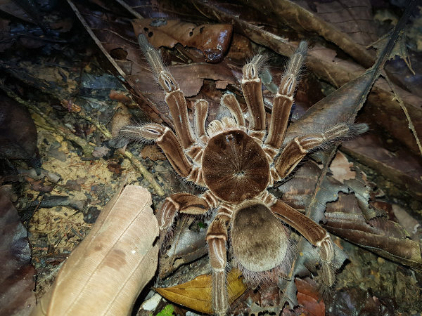 significado de aranha dentro de casa