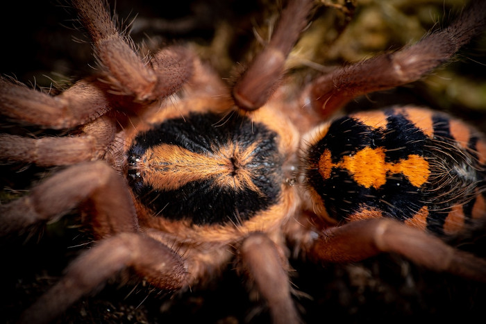 Aranha-caranguejeira do gênero Hapalopus, que possui uma coloração amarela e desenhos no cefalotórax e abdômen. 