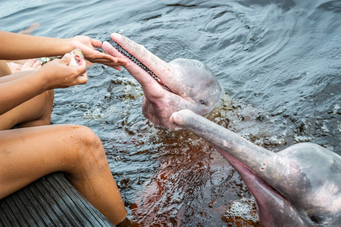 Mãos humanas alimentam botos no Rio Amazonas.