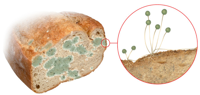 Pão com pedaço esverdeado em decomposição causada pela ação de fungos.