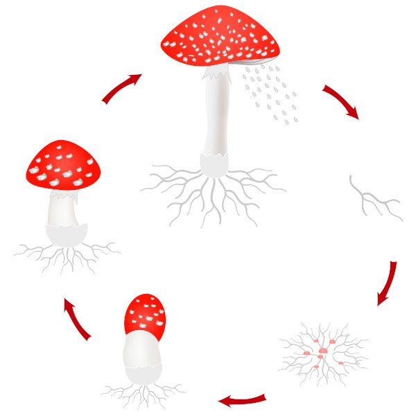 Ilustração do ciclo de reprodução de um cogumelo, tipo conhecido de fungo.