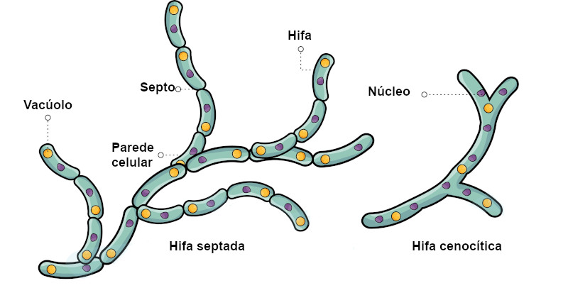Ilustração de dois tipos de hifas que podem estar presentes nos fungos.