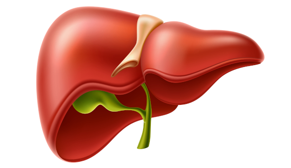 Ilustração do fígado humano, órgão que produz a bile.