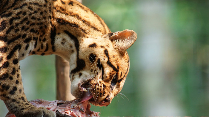 Jaguatirica se alimentando da carne de outro animal.