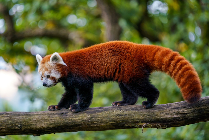 Panda-vermelho andando no galho de uma árvore.