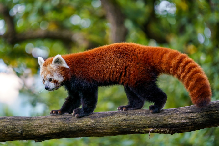 Conheça os pandas-vermelhos, seu amor pelas árvores altas e outras  curiosidades