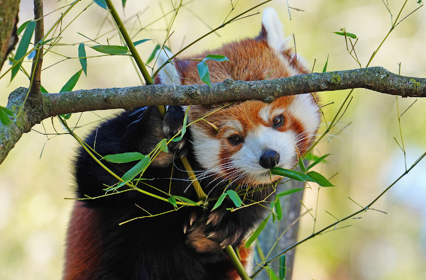 Panda-vermelho comendo bambu.