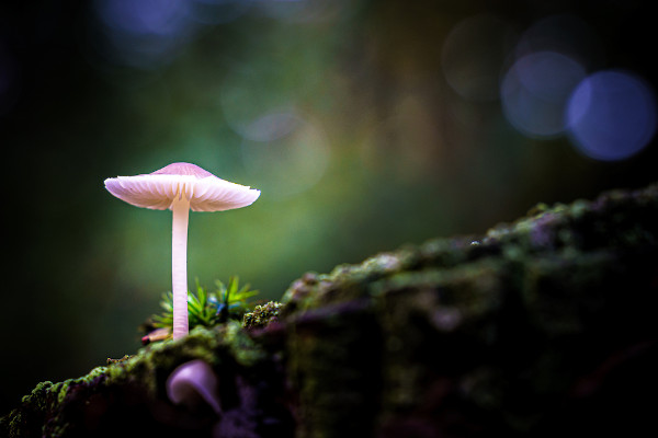 Pequeno cogumelo em uma vegetação baixa, um tipo de fungo.