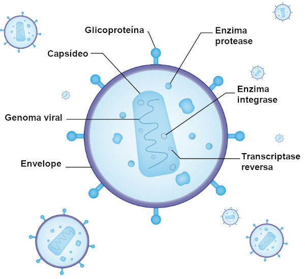 Ilustração da estrutura de um retrovírus.