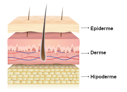Ilustração das camadas da pele, órgão que faz parte do sistema tegumentar.