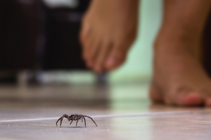 Aranha andando no chão e uma pessoa caminhando atrás dela.