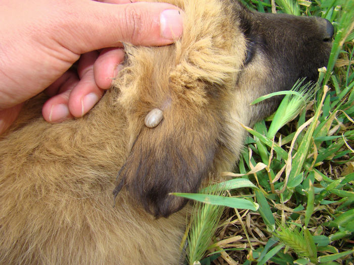 Carrapato, um aracnídeo parasita, preso na orelha de um cachorro.