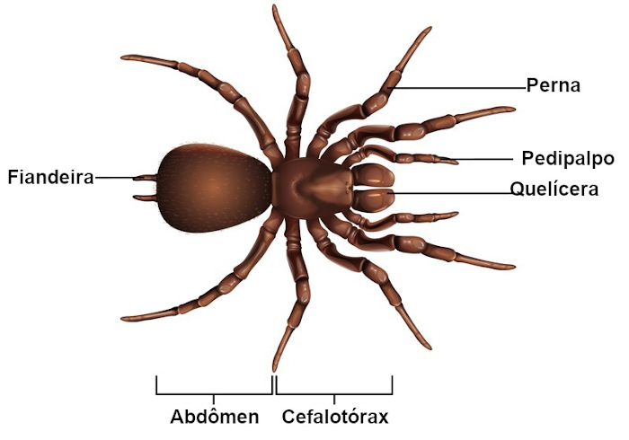 Ilustração da estrutura do corpo de uma aranha, espécie de aracnídeo.