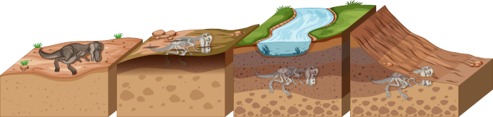 Ilustração do processo de formação de um fóssil de dinossauro.