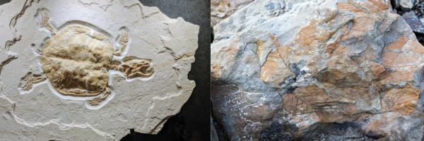 Fóssil de uma tartaruga e fóssil de uma folha como exemplos de somatofósseis, um dos tipos de fósseis.