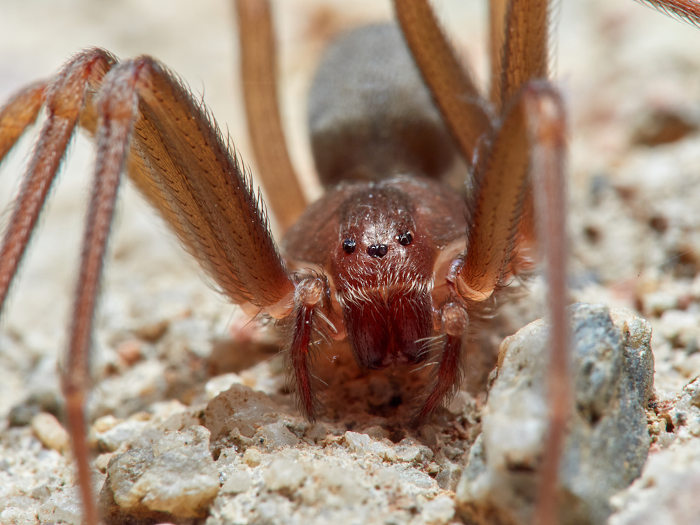 Imagem aproximada de uma aranha-marrom entre pedras, com detalhes dos olhos e das pernas.