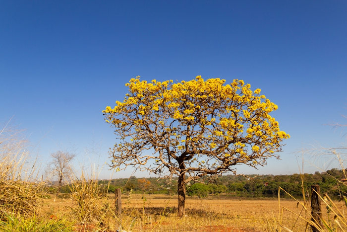 Ipê-amarelo no Cerrado, exemplo de bioma brasileiro.