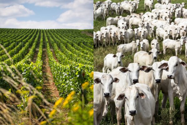 Cultivo de plantas e criação de animais, atividades que compõem a agropecuária.