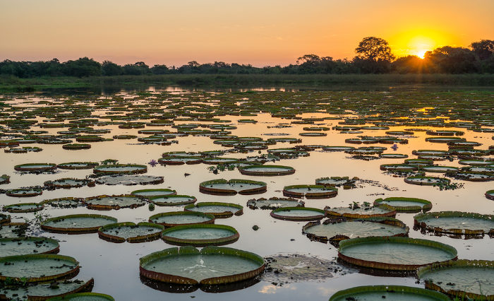 Vitórias-régias em um rio, no Pantanal, exemplo de bioma brasileiro.
