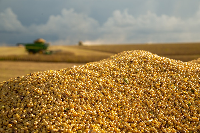 Amontoado de grãos de soja recém-colhidos, um dos principais produtos da agropecuária no Brasil.
