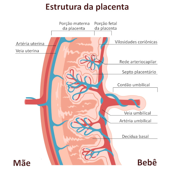 Esquema ilustrativo com os elementos que constituem a placenta.