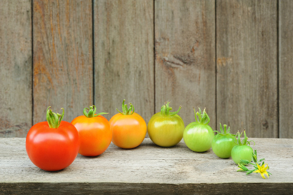 Graduação do amadurecimento de tomate, um tipo de transformação química.