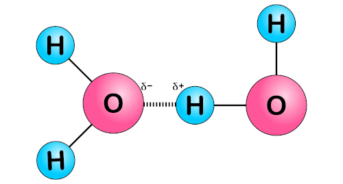  Ilustração de uma ligação de hidrogênio na molécula de água.