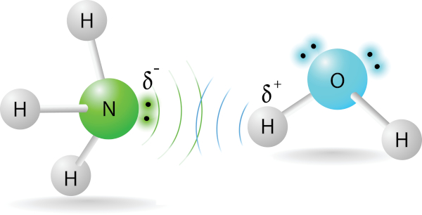 Ligações de hidrogênio formadas pela atração entre o hidrogênio da água (polo positivo) e o nitrogênio da amônia (negativo).
