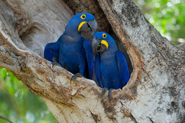 Casal de araras-azuis-grandes, um dos animais mais conhecidos do Pantanal, no tronco de uma árvore.