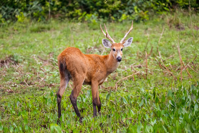 Cervo-do-pantanal, um dos maiores animais do Pantanal, em um ambiente de vegetação.