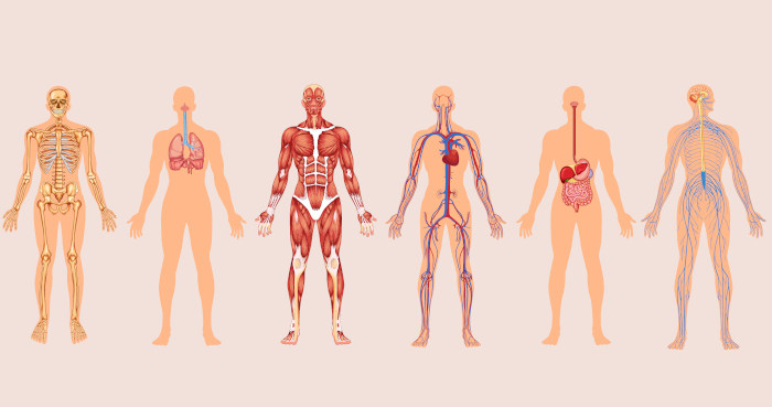 Ilustração mostrando alguns dos sistemas do corpo humano.