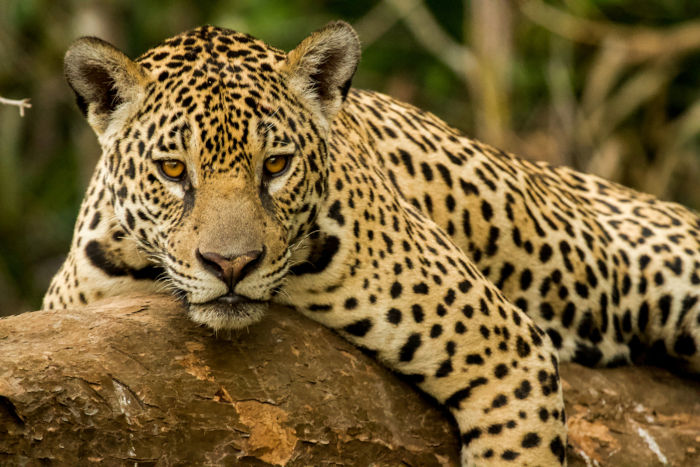 Vista aproximada de uma onça-pintada, um dos maiores animais do Pantanal.