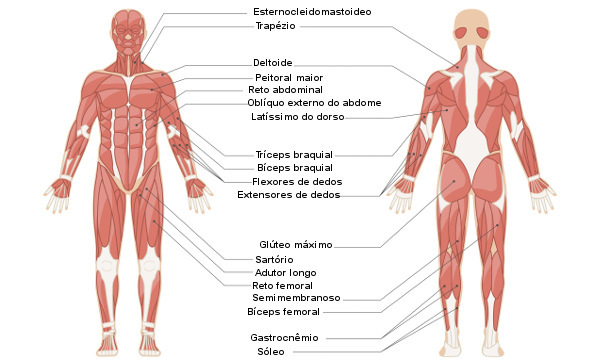 Esquema ilustrativo com os nomes dos principais músculos do corpo humano.