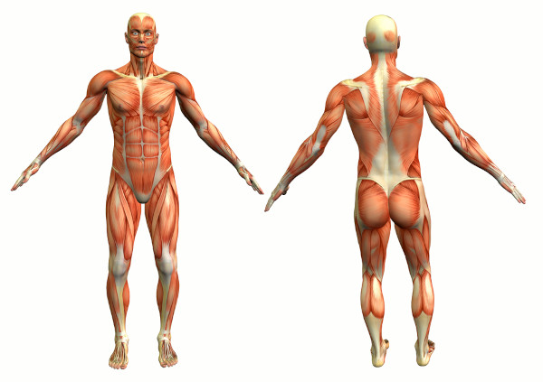 Representação anatômica do corpo humano, com enfoque no sistema muscular.