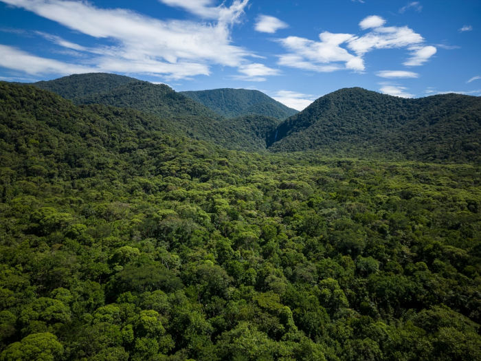Floresta densa em área de clima tropical, um tipo de clima do mundo.