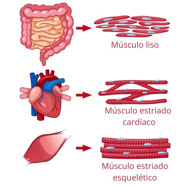 Esquema mostra as células dos tipos de tecidos musculares.