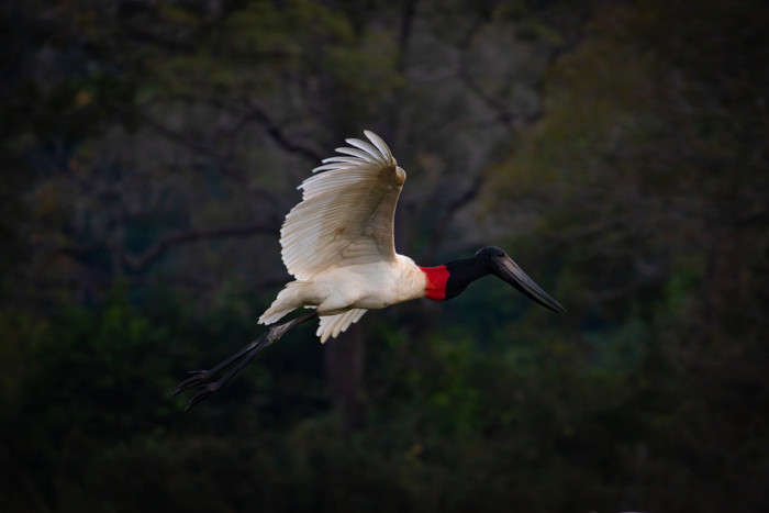 Tuiuiú, ave que é considerada o símbolo do Pantanal, durante um de seus voos.