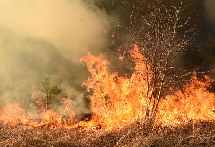 Incêndio florestal ocorrendo em uma região na qual havia vegetação seca, realidade que favorece os incêndios florestais.