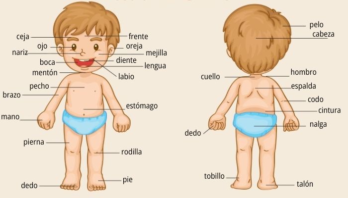 Ilustração mostrando as partes do corpo humano em espanhol (las partes del cuerpo humano).