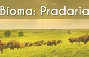 Escrito "Bioma | Pradaria" sobre imagem de um pasto com varios Bisões.